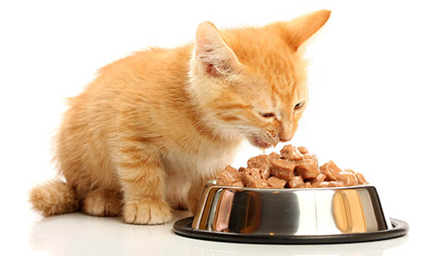 Alimento-para-gatos